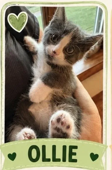 A baby medium-sized male Domestic Short Hair cat named Ollie for adoption in Crown Point, IN