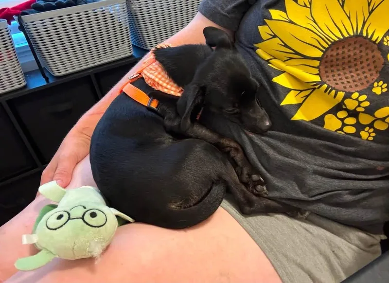 A baby small-sized female Black Chihuahua dog named Carla for adoption in Palm springs, FL