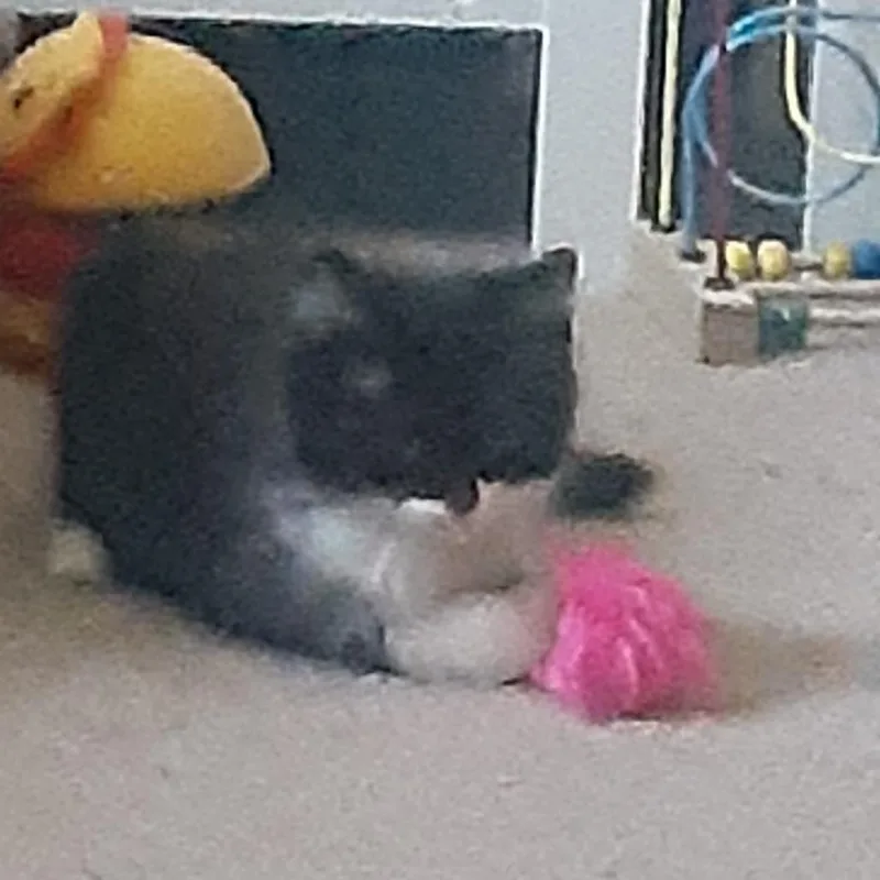 A baby small-sized female Black Domestic Long Hair cat named Starfighter for adoption in South Elgin, IL