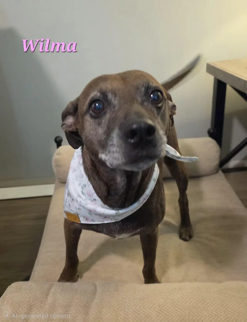 Wilma thumbnail 3