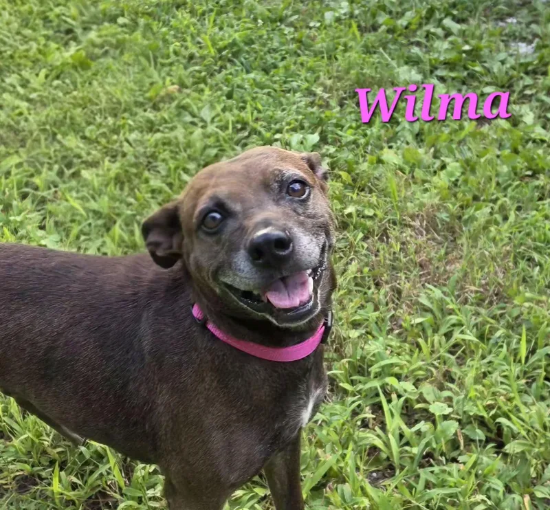 Wilma thumbnail 4