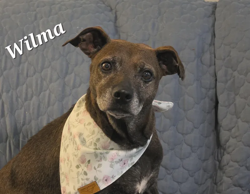 Wilma thumbnail 5
