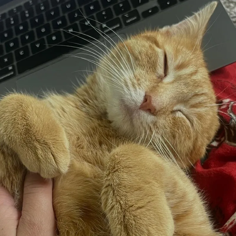 A young small-sized male Orange / Red American Shorthair cat named Gus for adoption in Lynchburg, VA