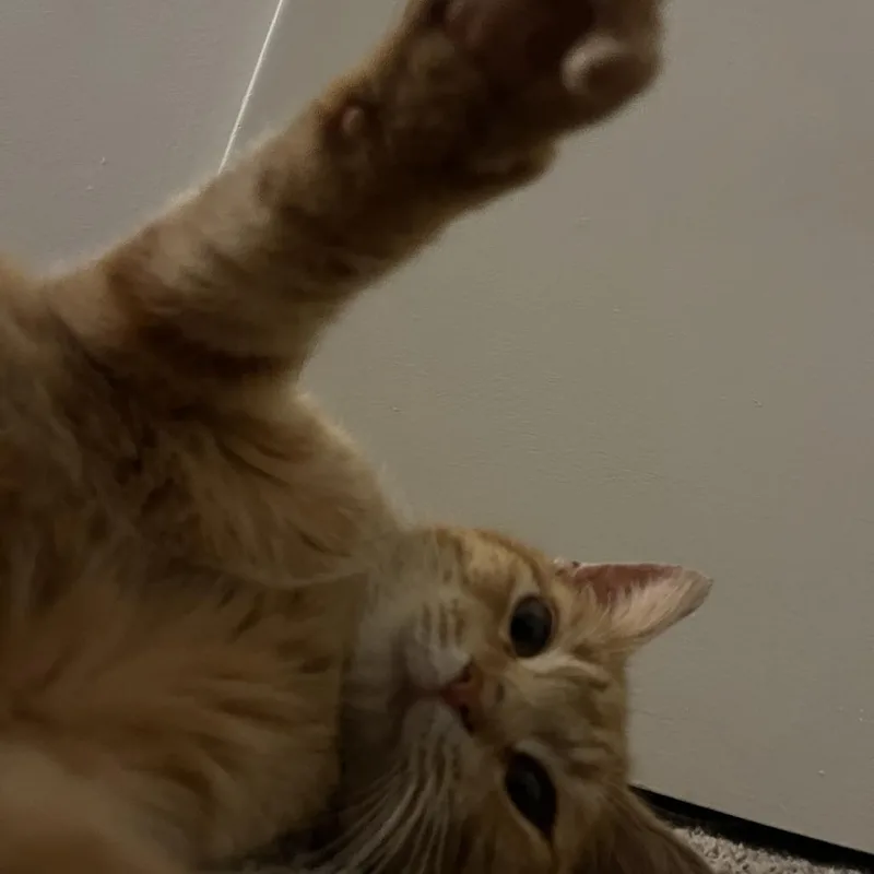 Gus thumbnail 4