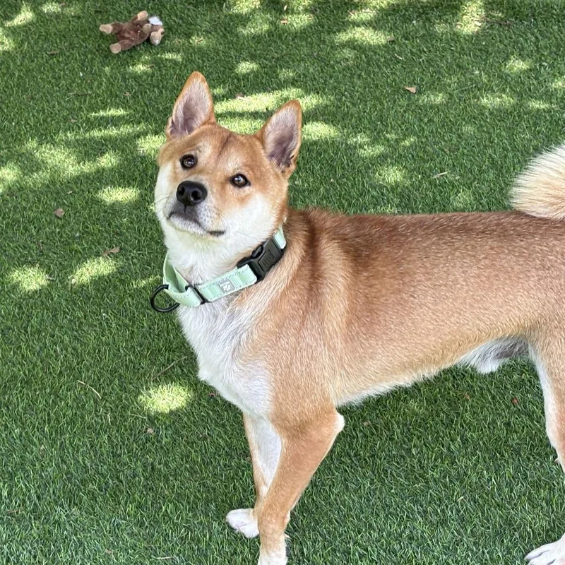 An adult medium-sized male Yellow / Tan / Blond / Fawn Mixed Breed dog named Famous for adoption in Davenport, IA