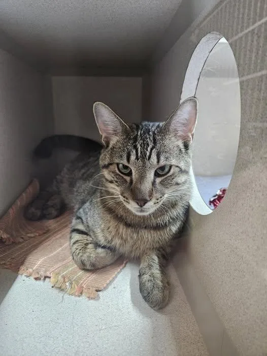 A young large-sized male Tabby (Gray / Blue / Silver) Tabby cat named Spenser for adoption in Quincy, CA