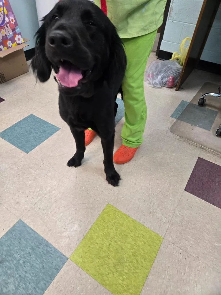 A young large-sized male Mixed Breed dog named General for adoption in Gallatin, TN