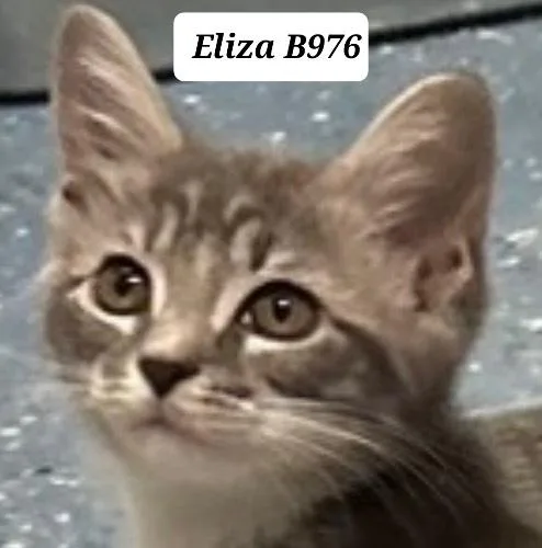 A baby medium-sized female Tabby (Gray / Blue / Silver) Domestic Short Hair cat named Eliza for adoption in Morganton, NC