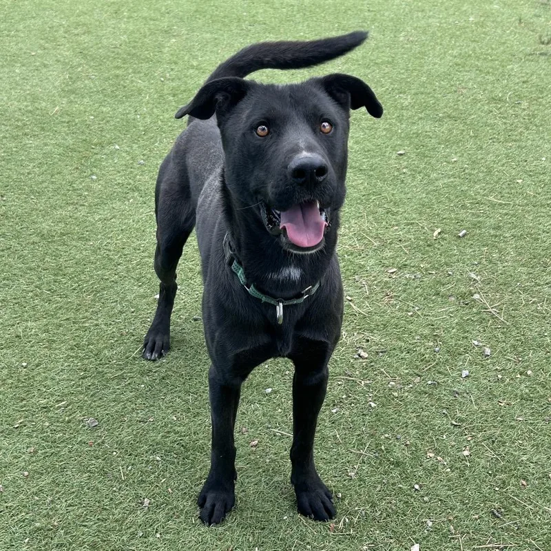 An adult large-sized male Black Labrador Retriever dog named Dobie  Butler Campus for adoption in Flagstaff, AZ