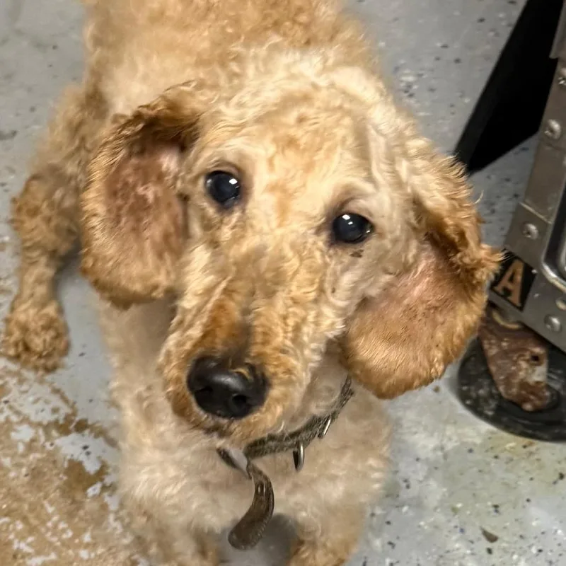 A senior medium-sized male Red / Chestnut / Orange Miniature Poodle dog named D Red for adoption in Franklin, PA