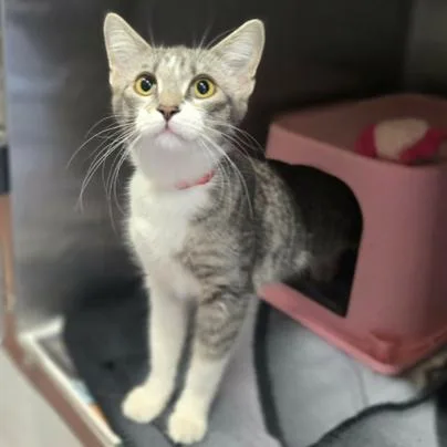 A young medium-sized female Gray / Blue / Silver Domestic Short Hair cat named Loretta for adoption in Hinsdale, IL