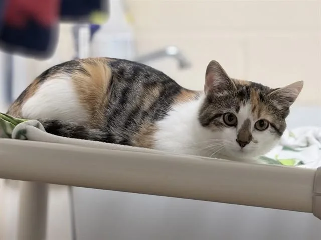 A baby small-sized female Domestic Short Hair cat named Natalia for adoption in Ames, IA