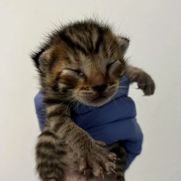 A young large-sized male Domestic Short Hair cat named Simba for adoption in El Cajon, CA