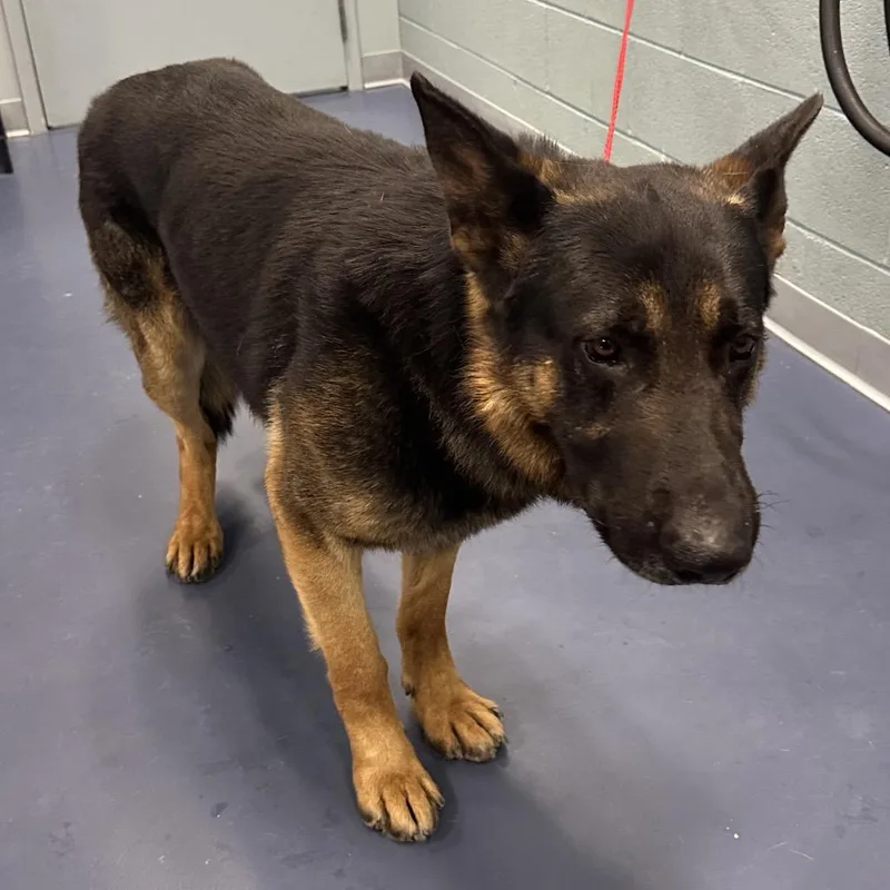 An adult large-sized male Brown / Chocolate German Shepherd Dog dog named Sargent Firefly for adoption in Greensboro, NC