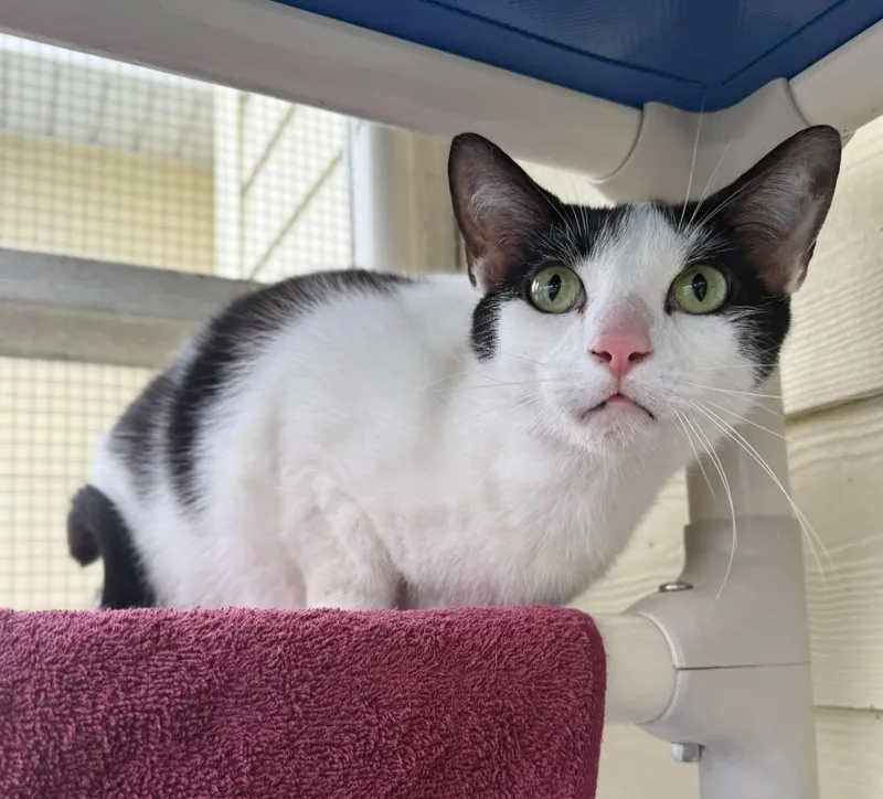 A young medium-sized male Domestic Short Hair cat named Holstein for adoption in Kingsland, GA
