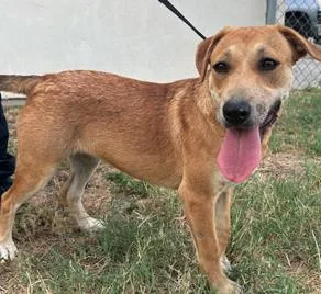 An adult medium-sized female Mixed Breed dog named Winnie for adoption in West Chester, PA