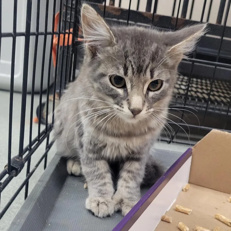 A baby small-sized female Gray / Blue / Silver Domestic Medium Hair cat named WAGSStray_ for adoption in Westminster, CA