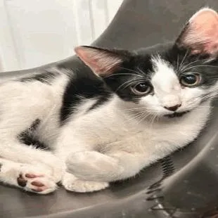 A baby small-sized male Black Domestic Long Hair cat named Taxmax for adoption in New York, NY