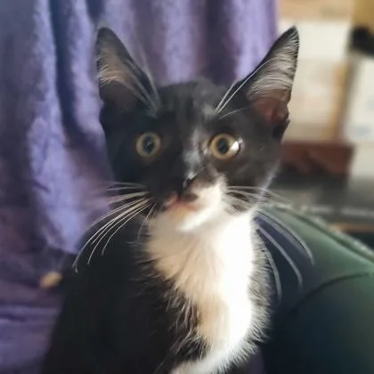 A baby small-sized male Domestic Short Hair cat named Kenmore for adoption in Wheaton, IL