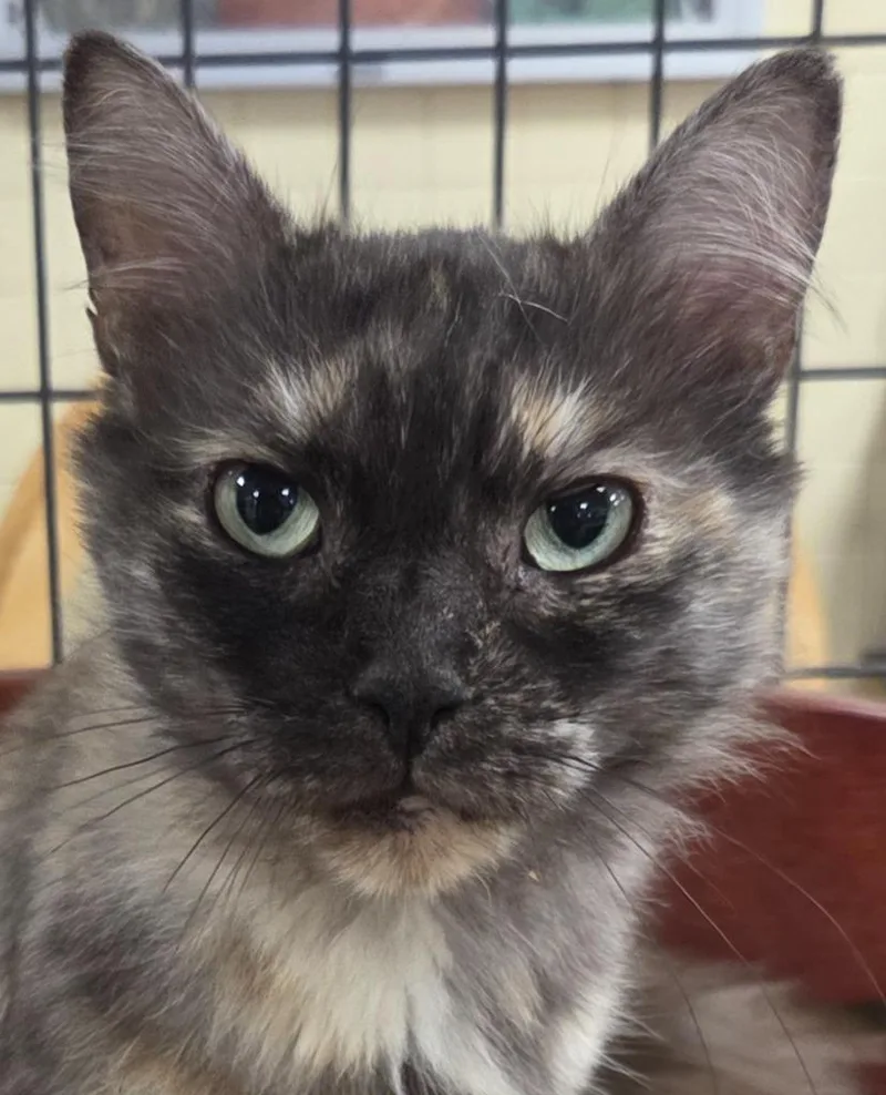 A senior medium-sized female Domestic Long Hair cat named Pompeii for adoption in Olean, NY