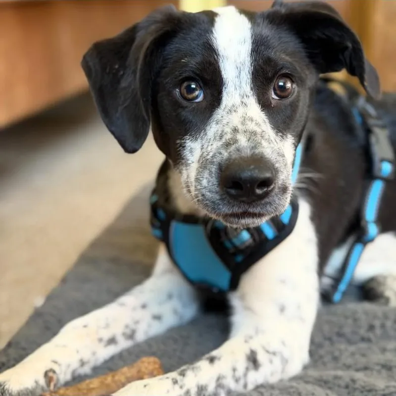 A baby medium-sized male Australian Cattle Dog / Blue Heeler dog named Harley for adoption in Philadelphia, PA