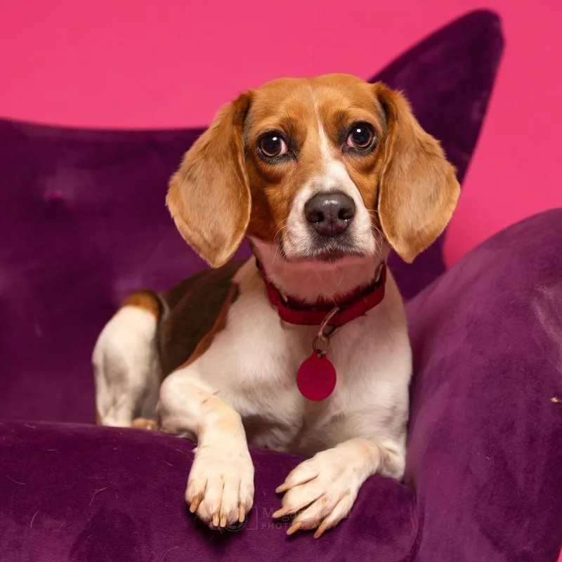 Snickerdoodle thumbnail 4