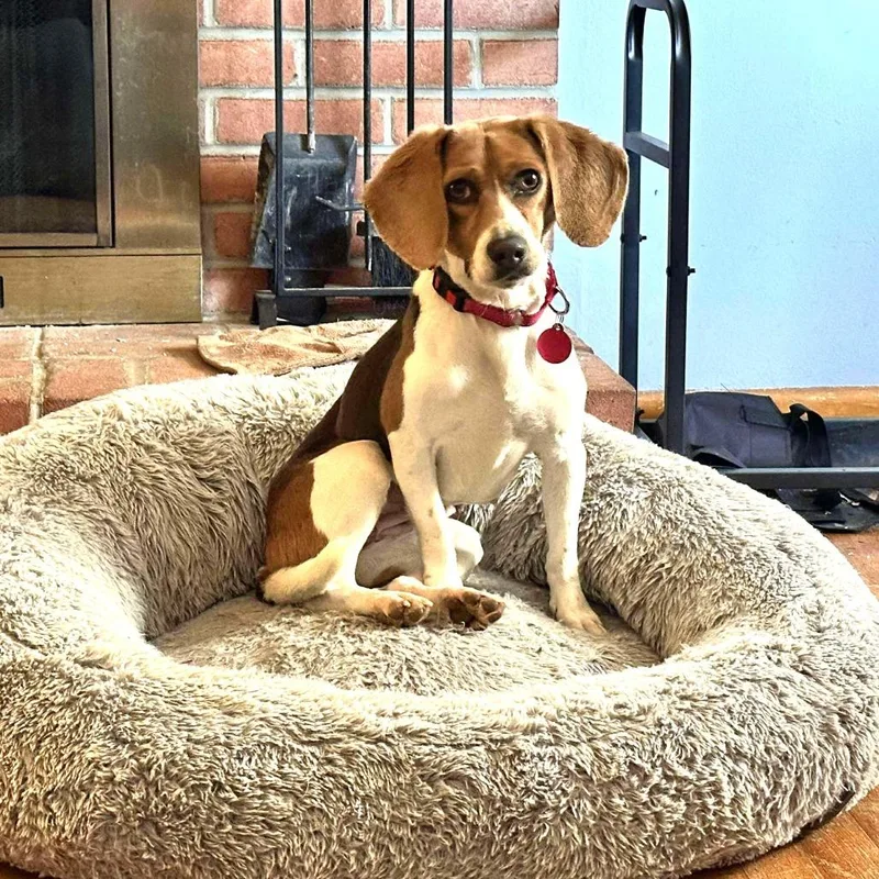 Snickerdoodle thumbnail 5