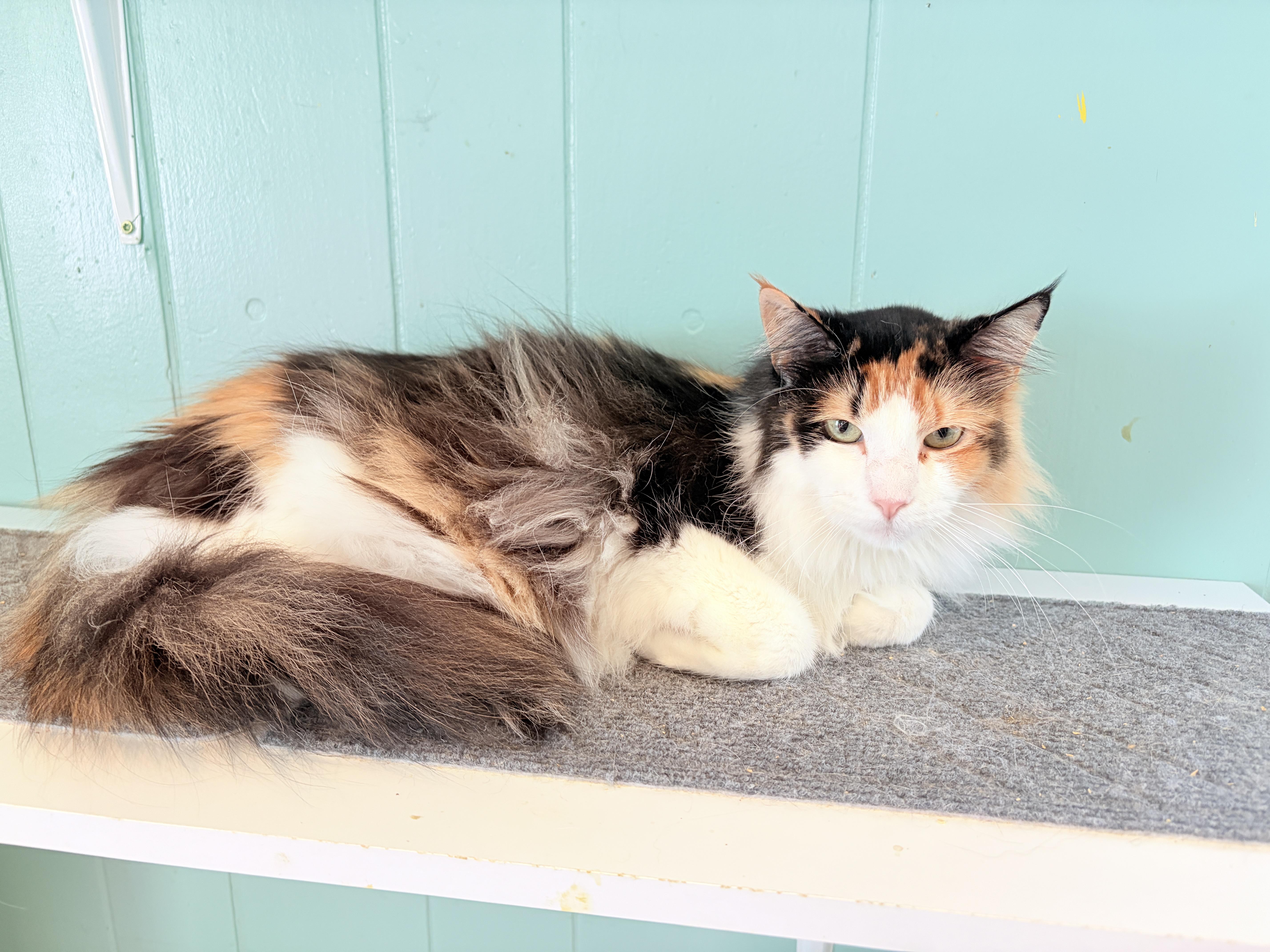 An adult large-sized female Calico Domestic Long Hair cat named Roslyn for adoption in Lucedale, MS