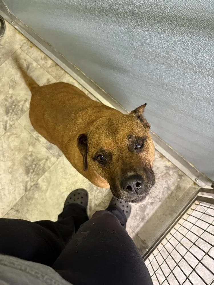 An adult large-sized female Brown / Chocolate Mixed Breed dog named Roxie for adoption in Rochester, IN