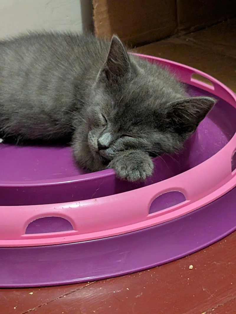 A baby medium-sized male Gray / Blue / Silver Domestic Short Hair cat named Bendy for adoption in Broomall, PA