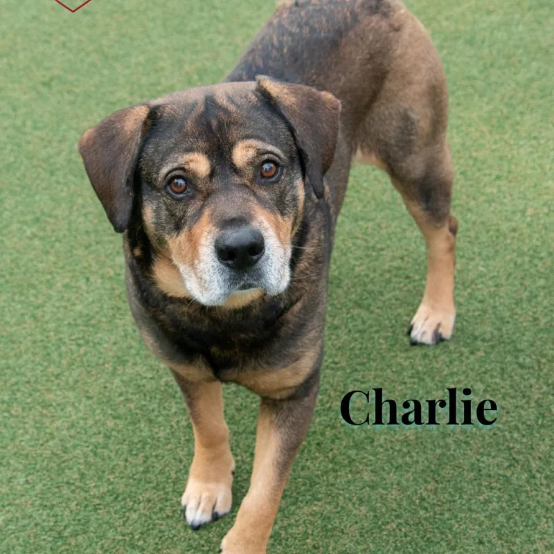 An adult medium-sized male Black Rottweiler dog named Charlie for adoption in Parkersburg, WV