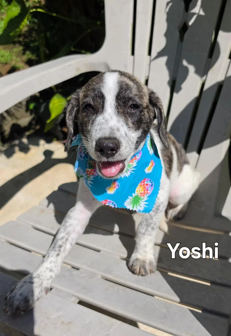 Yoshi