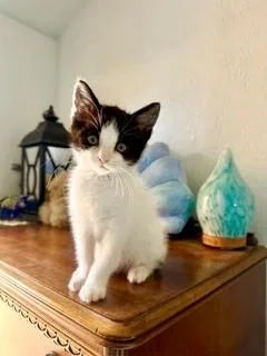Jax
