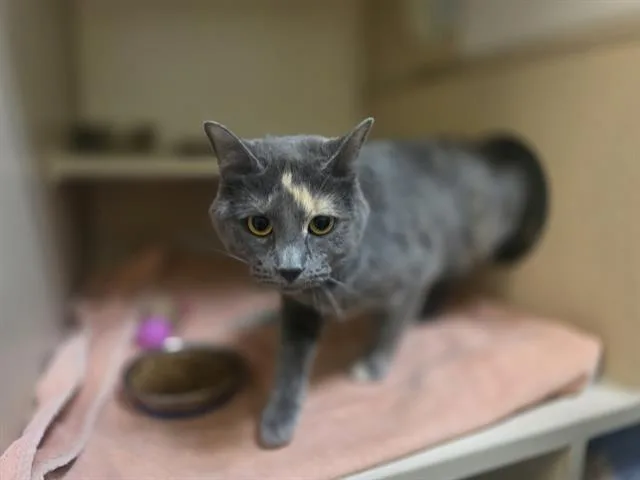 A young small-sized female Domestic Short Hair cat named Hartlett for adoption in Denver, CO