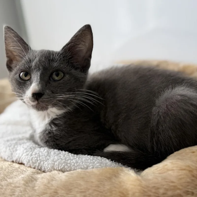 A baby small-sized male Gray / Blue / Silver Domestic Short Hair cat named Atticus for adoption in Ridgely, MD