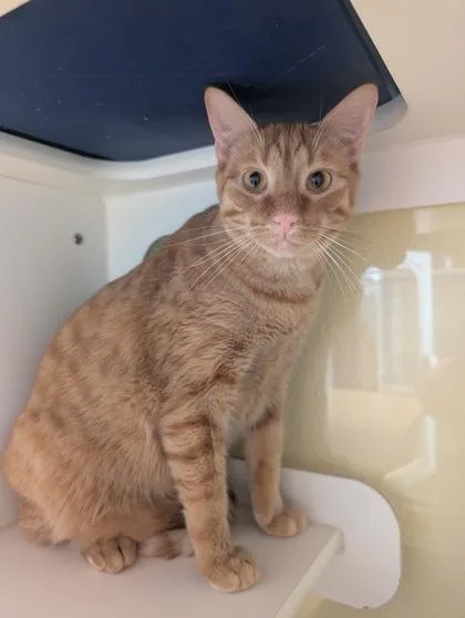 A young large-sized male Domestic Short Hair cat named Castiel for adoption in Divide, CO