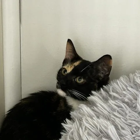 A baby small-sized female American Shorthair cat named Jolene for adoption in Poplar Bluff, MO