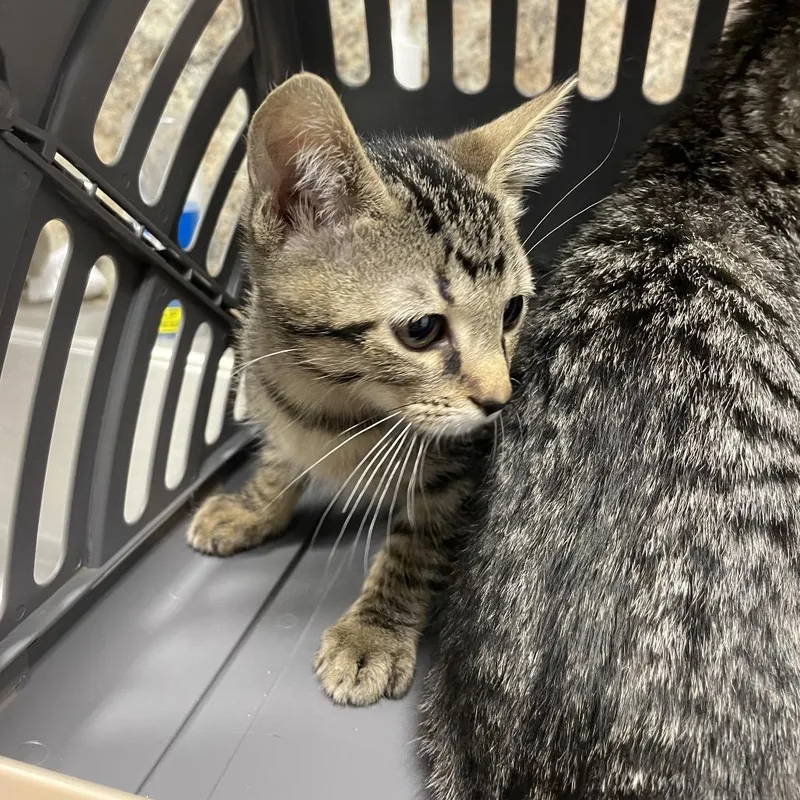A baby small-sized female Brown / Chocolate Domestic Short Hair cat named Miss Flufferton for adoption in Dickinson, TX