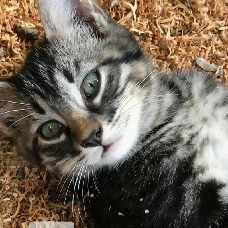 A baby small-sized female Gray / Blue / Silver Domestic Medium Hair cat named Ricia for adoption in Wadena, MN