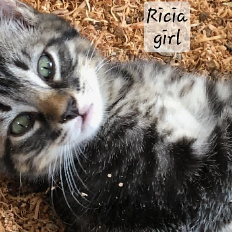 Ricia thumbnail 2