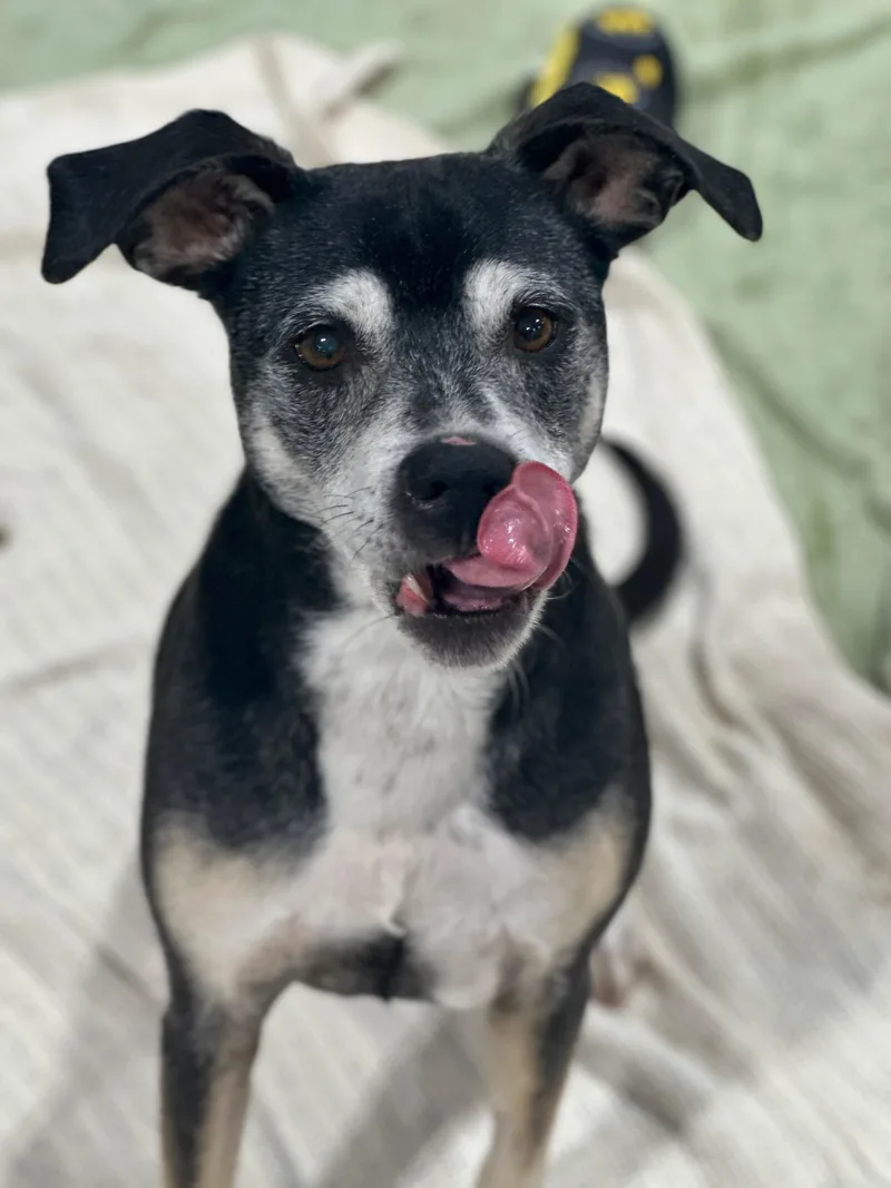 A senior medium-sized female Black German Pinscher dog named Maggie for adoption in Billings, MT