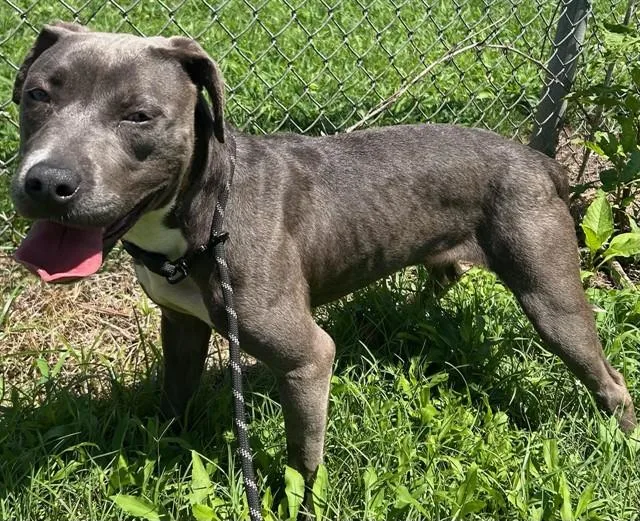 An adult medium-sized female Pit Bull Terrier dog named Dottie for adoption in Huntsville, AL