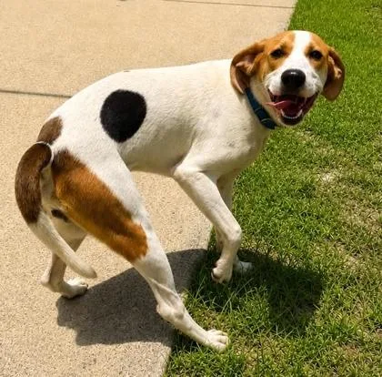 A baby large-sized male Hound dog named Huckleberry for adoption in Palm Coast, FL