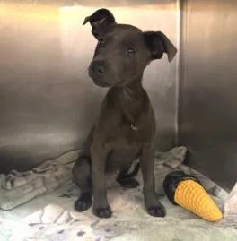 An adult medium-sized male Mixed Breed dog named Skippy for adoption in West Chester, PA