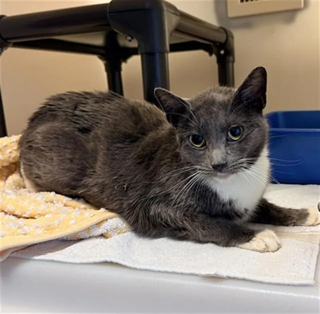 A young medium-sized female Domestic Short Hair cat named Mariana for adoption in Statesville, NC