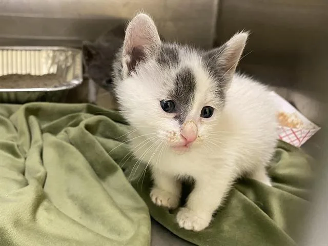 A baby small-sized male Domestic Short Hair cat named Sunny for adoption in Tustin, CA