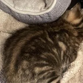 A baby small-sized male Gray / Blue / Silver Domestic Short Hair cat named Eddie for adoption in Port Charlotte, FL