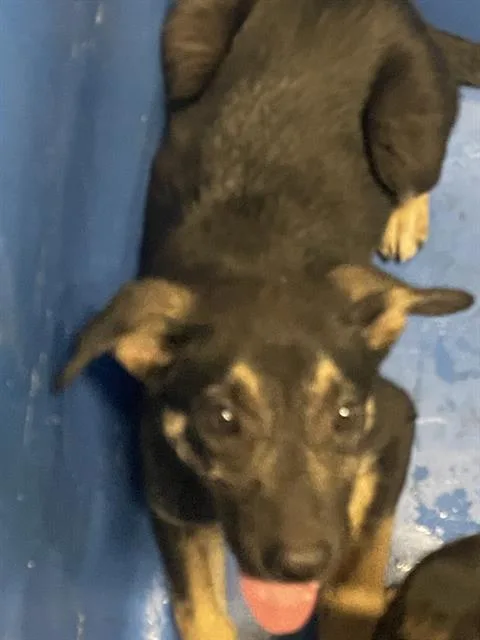 A baby small-sized male Mixed Breed dog named Johnny for adoption in Dallas, TX