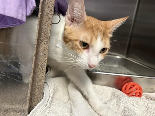 An adult medium-sized female Domestic Short Hair cat named Allison for adoption in Pueblo, CO