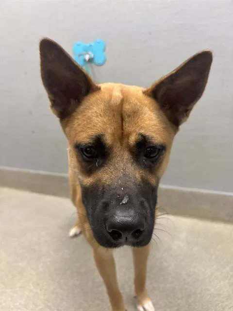 A young medium-sized female Black Mouth Cur dog named Dandelion for adoption in Las Vegas, NV